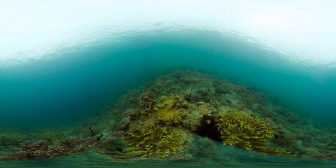 Underwater fish reef marine. Tropical colourful underwater seascape. Philippines. Virtual Reality 360.