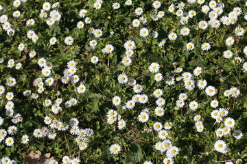 prato con margherite fiorite