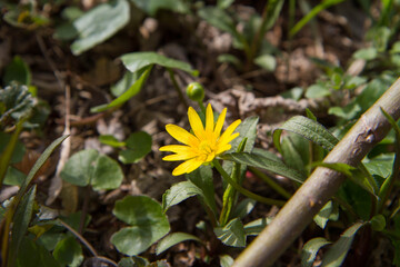 Lesser celandine (Ficaria verna) blooming in early spring