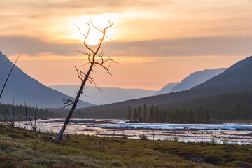 Dead tree on the bank of the river Hoisey. Putorana Plateau, Russia