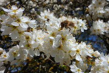 bee on flowers