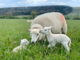 sheep with twin lambs