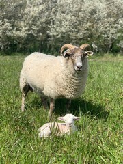 sheep with a lamb