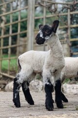 Suffolk mule lamb