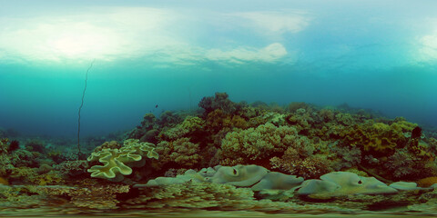 Fototapeta na wymiar Coral reef and tropical fishes. The underwater world of the Philippines. Underwater colorful tropical coral reef seascape. 360 panorama VR