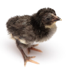 The chick has hatched from an egg.