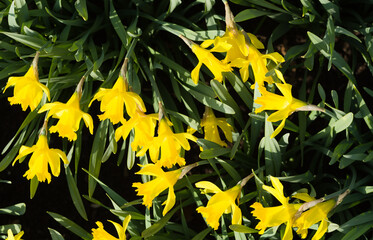Yellow amazing daffodils in spring.