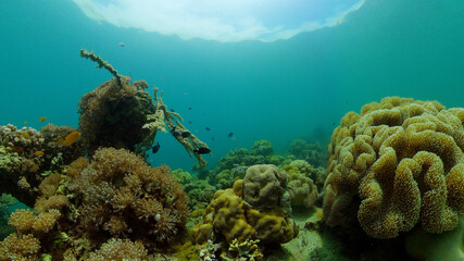 Coral reef and tropical fishes. The underwater world of the Philippines.