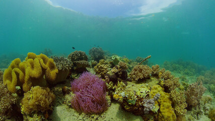 Reef Coral Scene. Tropical underwater sea fish. Hard and soft corals, underwater landscape. Philippines.