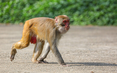 Fototapeta premium Monkey walks in the park