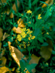 Beautiful mustard yellow flower with green leaf background