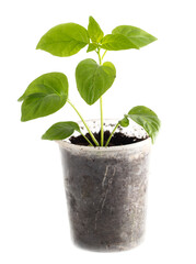 Bell pepper seedlings on a white background.