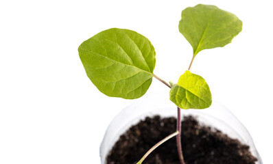 Eggplant seedling on a white background.