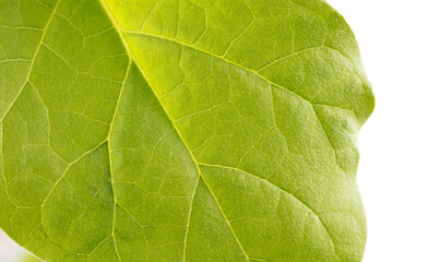 Green leaf of eggplant on a white background.