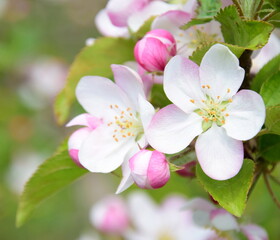 Weiße und pinke Apfelbaumblüten - freigestellt und isoliert vor grünen Hintergrund - Apfelwiesen in Blüte in Lana bei Meran - Südtirol - Europa