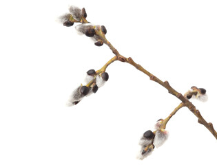 Willow branch isolated on white background. © schankz