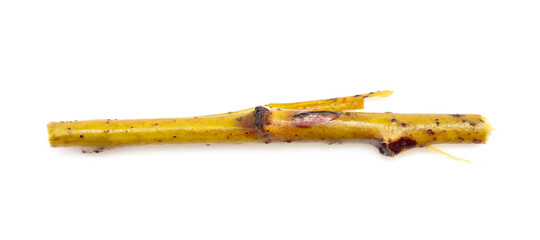 Wooden twig isolated on a white background.