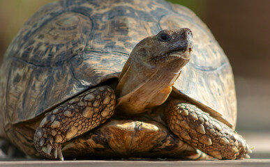 Naklejka premium Close up of a cute turtle lying in the green grass.