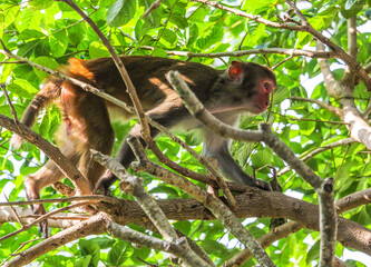 Monkey on a tree in the park