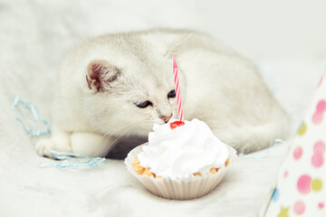 White British kitten eats a festive cupcake.