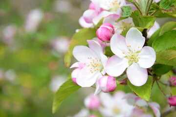Wunderschöne Apfelbaumblüten in Rosa und Weiß - Blütezeit in Südtirol - Lana bei Meran - Italien - Europa