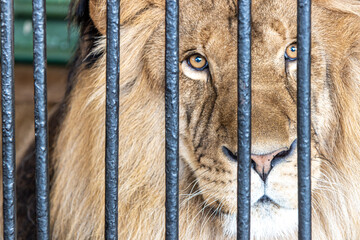 Portrait of a lion in a cage at the zoo.