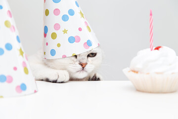 Angry white kitten in a festive cap looks at the cake.