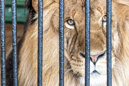 Lion In Cage Images – Browse 3,054 Stock Photos, Vectors, and Video | Adobe  Stock