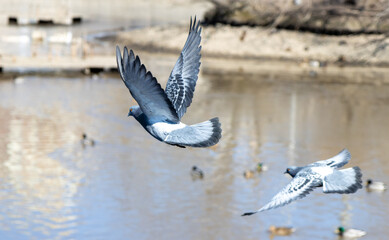 The dove flies in the city over the lake