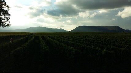 Weinberge in der Pfalz