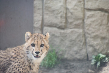 チーターの子供