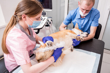 Obraz na płótnie Canvas Veterinarian team examines the Corgi dog using ultrasound