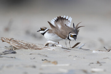 Courtship of little ringed plover on the beach