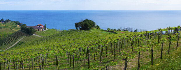 Vineyards and wineries for the production of wine in Getaria, coast of Euskadi