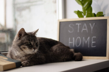 A cat sitting on the windowsill. 