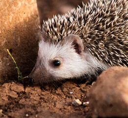 hedgehog on the ground