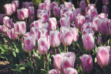 Fototapeta premium Pink single triumph tulip 'Synaeda Amor' in flower