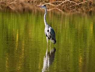 A Grey Heron in a pond 