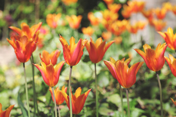 Yellow and red single lily flowered tulip 'Ballerina' in flower