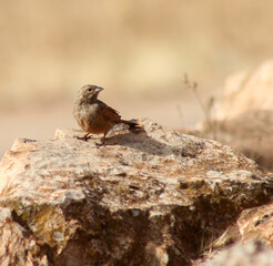 little bird sitting on a rock