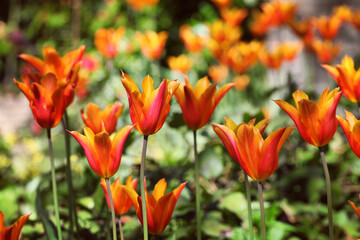 Yellow and red single lily flowered tulip 'Ballerina' in flower