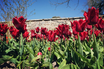 Red single lily flowered tulip 'Pretty Woman' in flower
