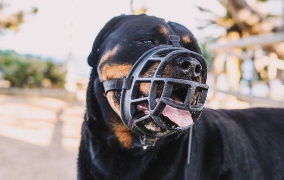 Retrato de un perro de raza rottweiler con un bozal para no morder