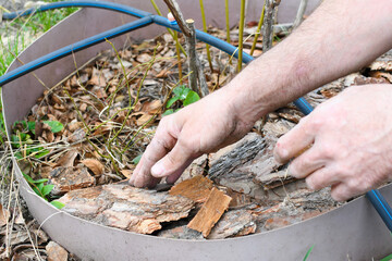 Farmer man in the garden mulches young blueberry bushes with pine bark. The soil is covered with...