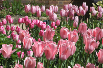 Fototapeta premium Pink single triumph tulips 'pink diamond' in flower