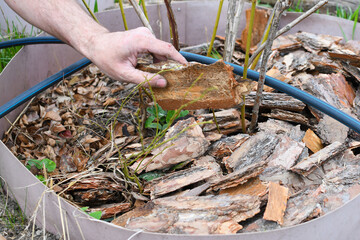 Farmer man in the garden mulches young blueberry bushes with pine bark. The soil is covered with mulch on top to protect and improve its properties. Spring work in the garden.