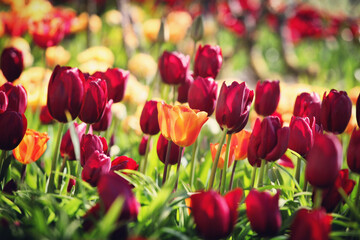 Deep red single and orange triumph tulips in flower