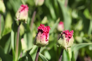 Pink feathered parrot tulip bud in flower