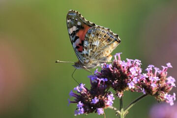 The Painted Lady is sitting on the violet flower. Colorful butterfly in the nature. Vanessa cardui