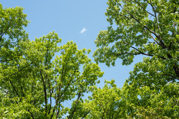 新緑の里山風景
